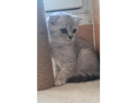 Scottish fold silver erkek