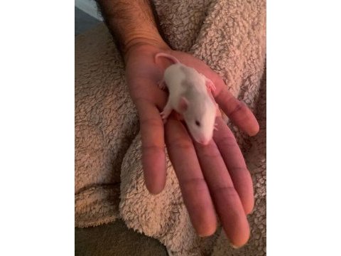 Fareli köyün kavalcısından evcil rat fareleri