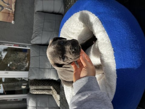 Cane corso köpeği