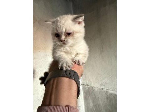 Anne baba saf çok güzel yavrular