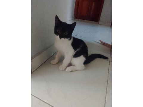 Acil sahiplendirme kedilerimiz