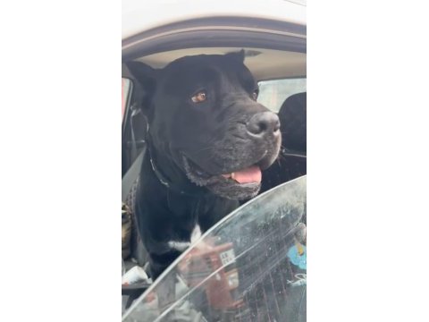 Safkan cane corso
