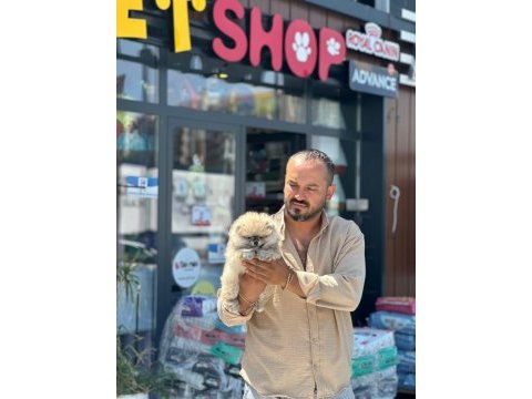 Teesdy pomeranian boo gülen köpeğimiz