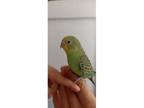 Takım kuşlarım vardır