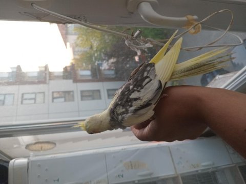 Yeme düşen sultan papağanı bebeler