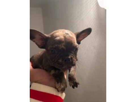 Renk ve anatomi güzeli exotic french bulldog yavrular