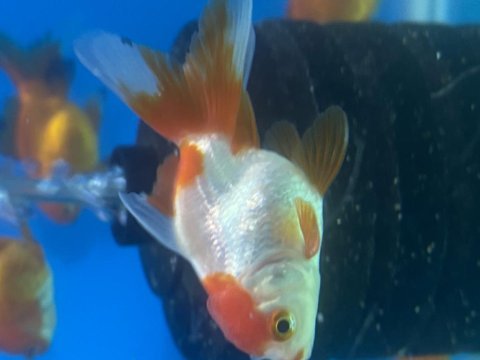 Bebek yüz oranda