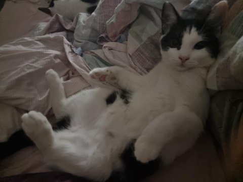 6 aylık dişi british kırması acil yuva arıyoruz