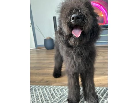 Dev labradoodle 4,5 aylık erkek aile köpeği