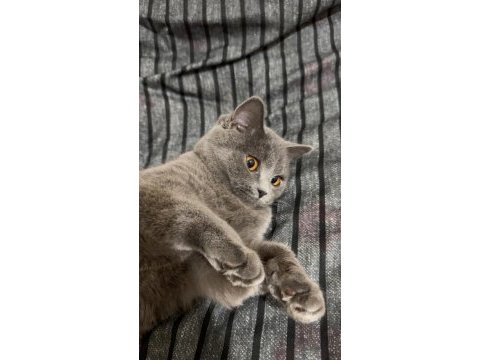9 aylık dişi british kısırlaştırılmamış