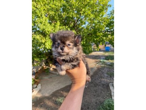 Dişi pomeranian boo yavru