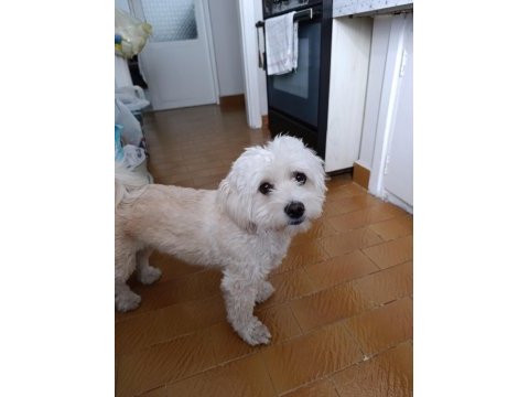 Kızanda olan dişi köpeğime çiftleşecek erkek
