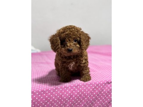 Kore kan toy poodle sahiplendirme