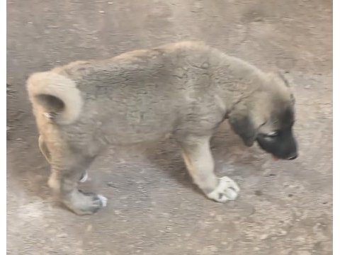 Çift harika kangal yavrusu