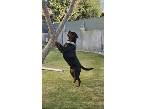 Full eğitimli rottweiler koca kafa erkek