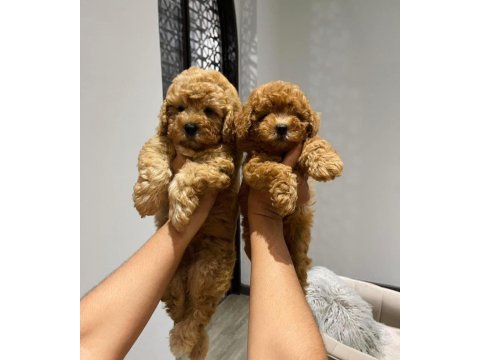 Toy poodle teacup 0 boy