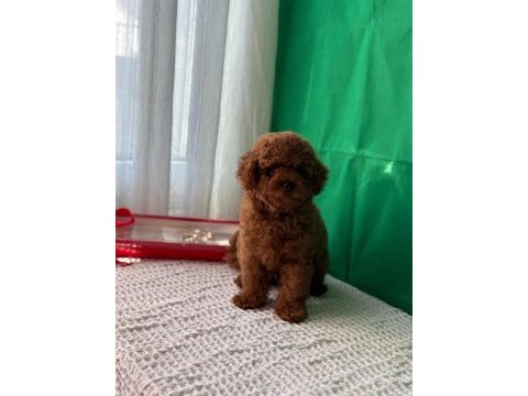 Kore ve toy poodle bebekler
