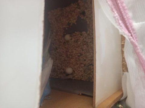 Eşli muhabbet kuşu