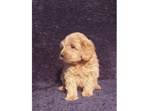 Maltipoo çikolatalı gofretler ruhsatlı çiftlik