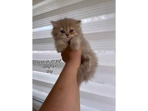 Scottish fold dişi