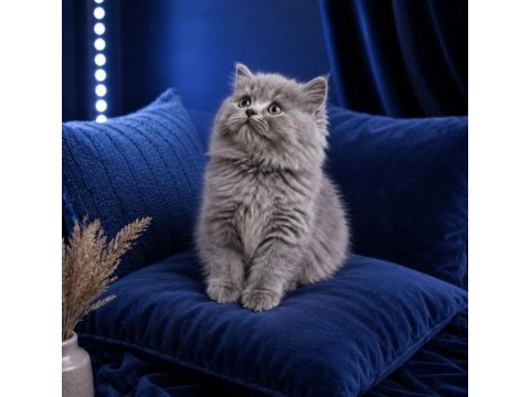 British shorthair whiskas