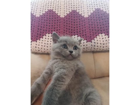 British shorthair ve blue point