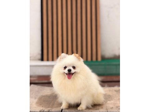 1 yaşında dişi üst kalite part color pomeranian