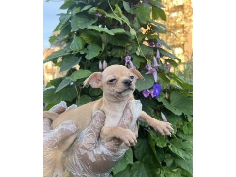 Chihuahua mini severlere