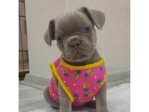 French bulldog egzotik yavrular