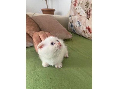 2.5 aylık erkek scottish kedi