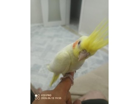 Yavru sultan papağanı eğitimlik