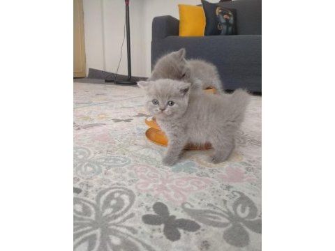 British shorthair dişi