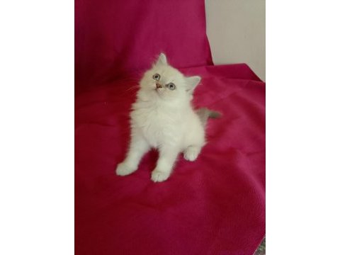 Tatlı kızımız british longhair