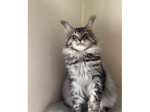 Safkan full scrli beyaz aslan maine coon yavruları