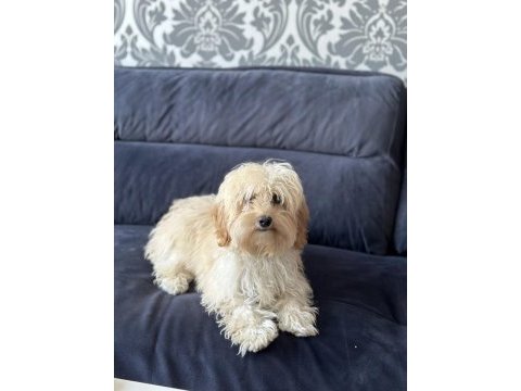Maltipoo üretimlik dişi
