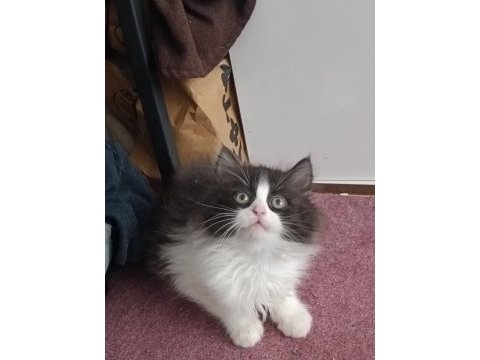 British longhair yavru kediler