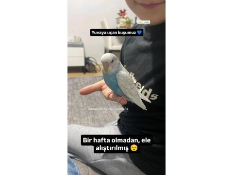 Çocuklar için sağlıklı tertemiz muhabbet kuşları