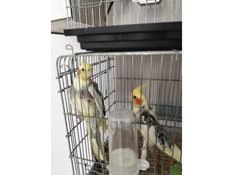 Sağlıklı muhabbet kuşlerı pendik