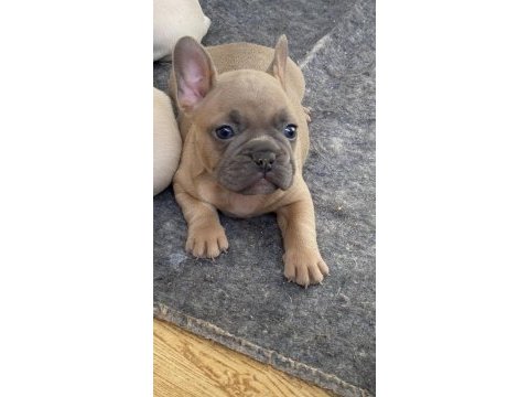 A kalite french bulldog