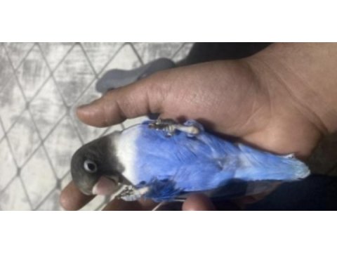 1, 5 yaşında papağanımız adı koko