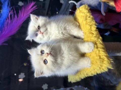 Safkan british shorthair 2 aylık