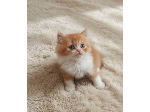 Red ve red bicolor british longhair erkek yavrularımız