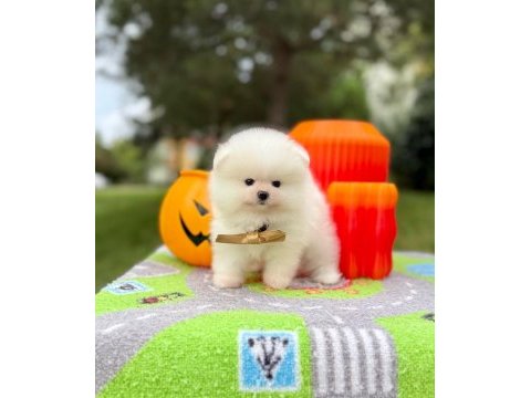 Orjinal pomeranian boo yavrumuz 