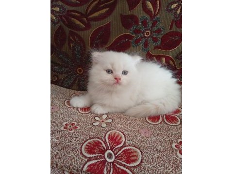 Dişi erkek yavrular kedimiz