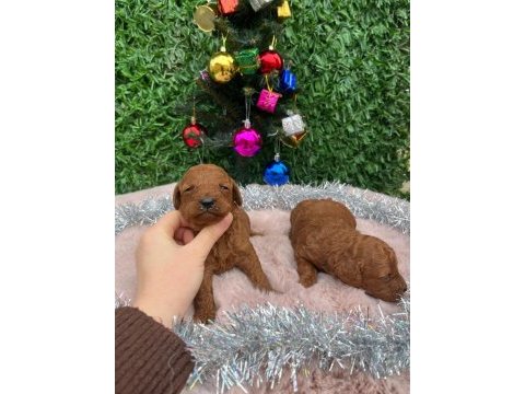 Toy poodle bebek köpeklerimiz