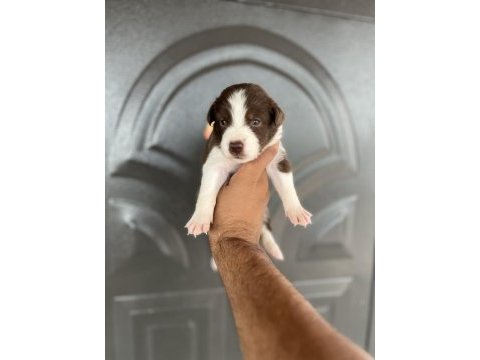 Kızıl border collie yavrular