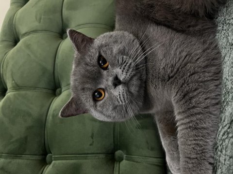 Erkek british shorthair