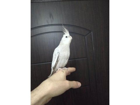 Yavru white face sultan papağanı