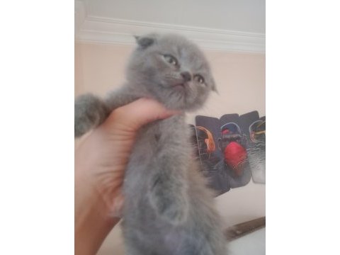Uygun puanlı safkan scottish fold yavrularımız