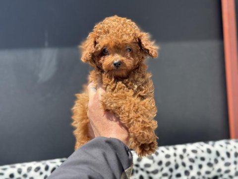 Petmode den 4 aylık 700 gr tea cup kore poodle